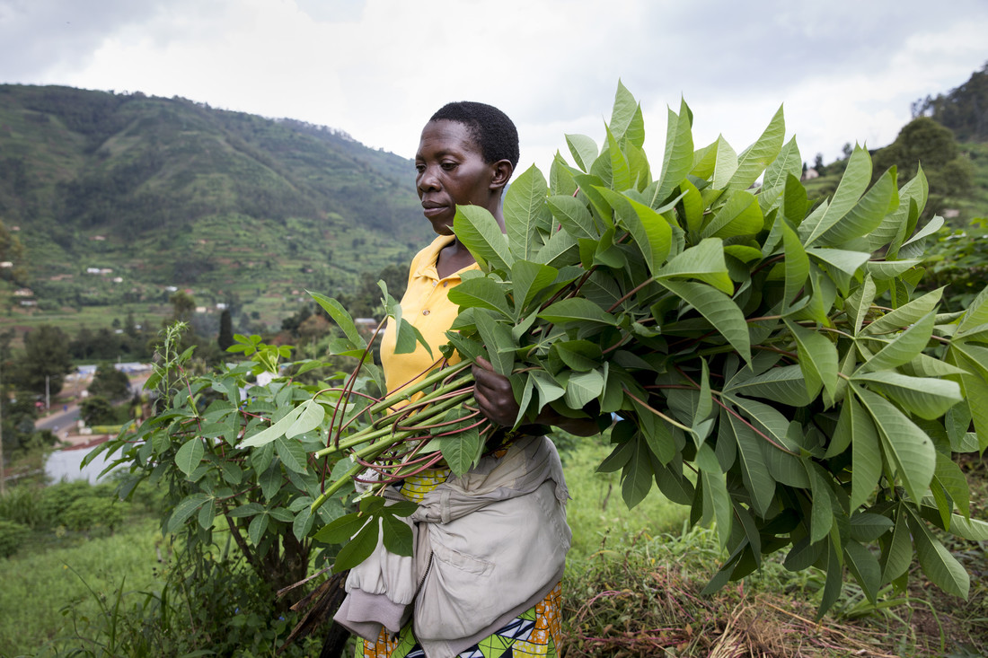 Rwanda cassava producers