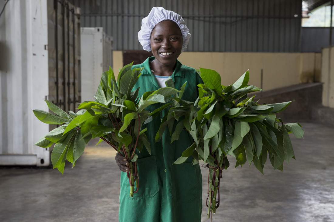 Shekina - Rwanda Cassava