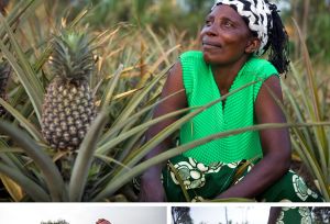 pineapple story collage