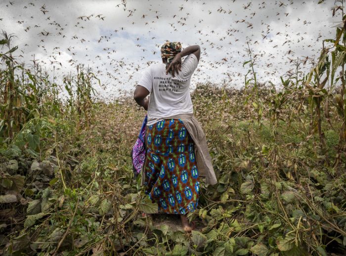 woman in locust swarm africa