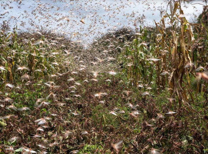 swarm of locusts in africa