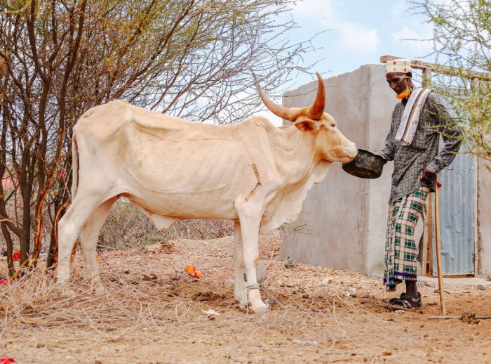 Hassan Abdi and his cattle 