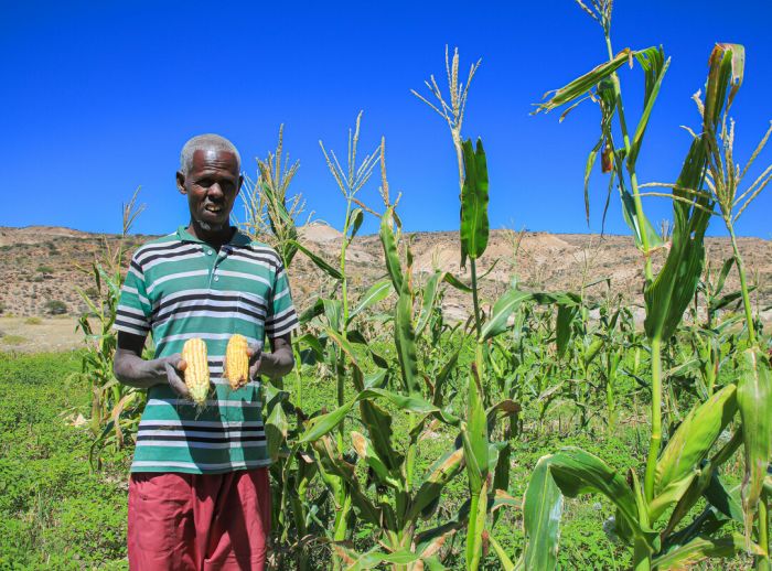 Ismail Ali (farmer) standing in the middle of his farm and holding two corns from his farm