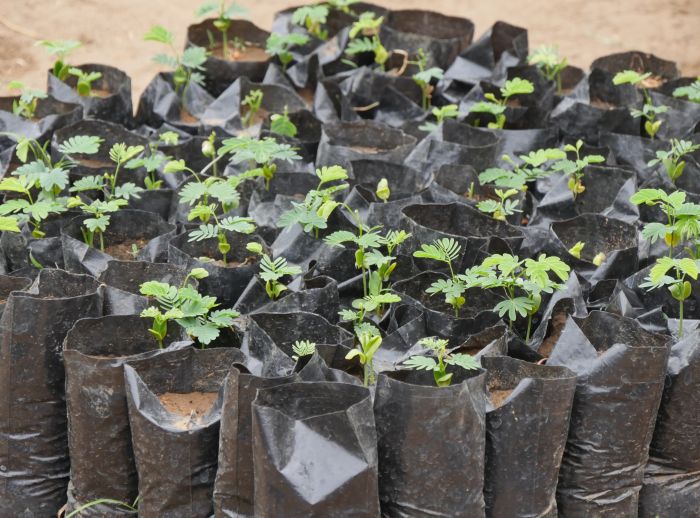 coop vegetable garden malawi