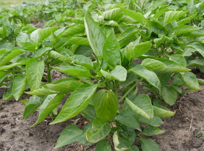 coop vegetable garden malawi