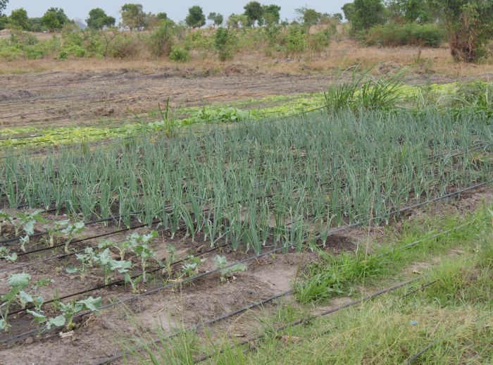 coop vegetable garden malawi