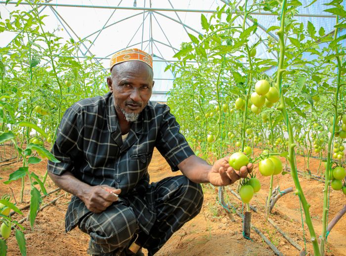 Farmer and tomato plant