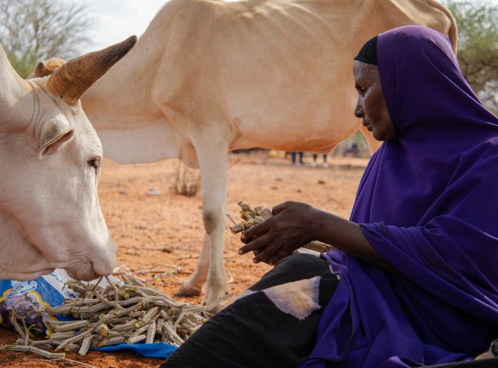 Ebla Hussein Ahmed feeding her only two left cows at her home