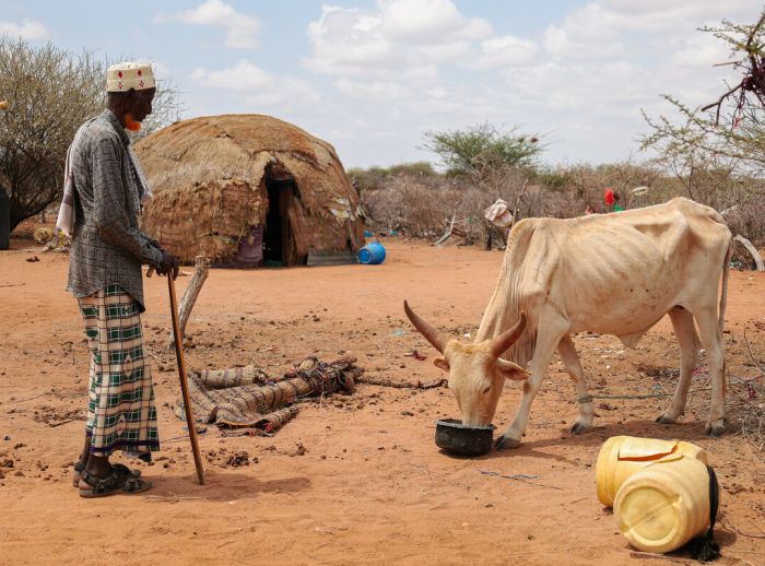 Farmer and his cattle.