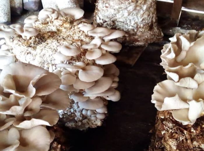 Mushrooms changing lives