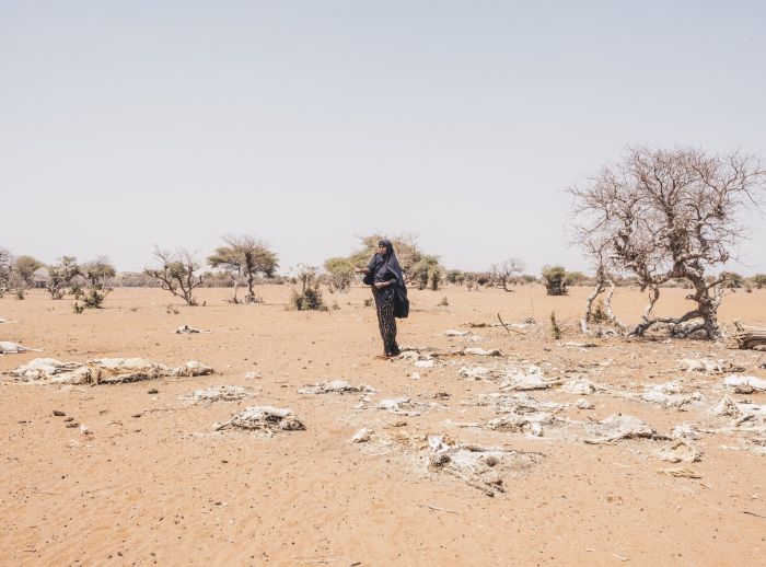Mareya Ibrahim, stands among the carcasses of her livestock.