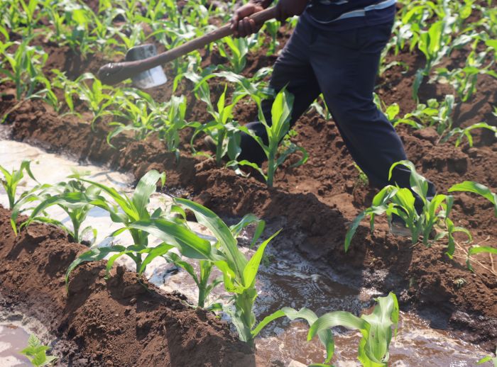 Zambaya Siliya working the field in Malawi