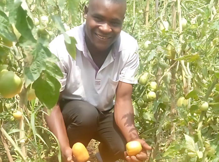 Mathieu Ushindi is a farmer who learned new skills and practices to help with his tomato garden. 