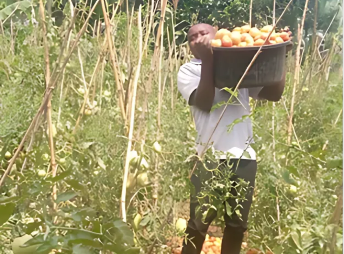 Mathieu Ushindi is a farmer who learned new skills and practices to help with his tomato garden. 