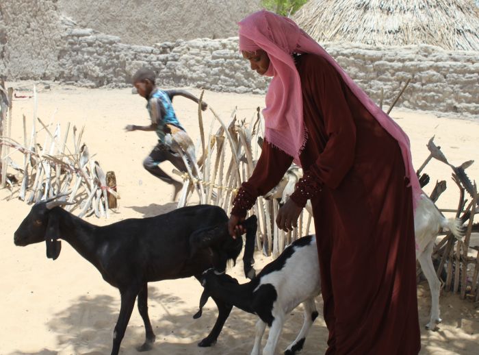 A lady in a red garment and pink headscarf tends to two goats in a sandy, fenced area in Chad part of an Oxfam-supported livelihoods project.