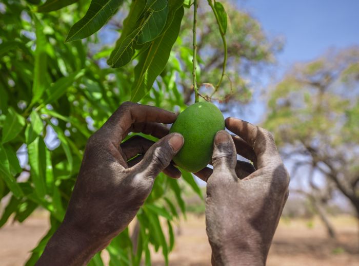 Hands holding a green mango on a tree, symbolizing efforts to reverse land degradation by encouraging tree growth on farms.