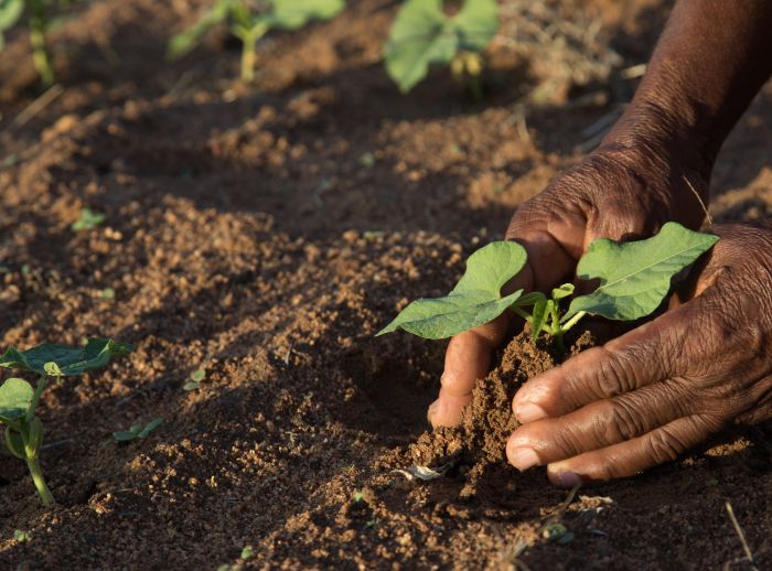Planting in the soil