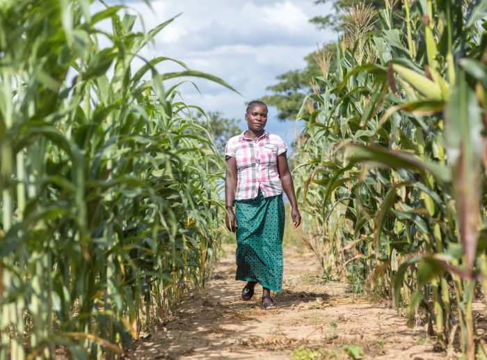 Angela Chiyala, Vice Chairperson of a Farmer Field School in Namwala, Southern Province, Zambia. Angela in the corn field.