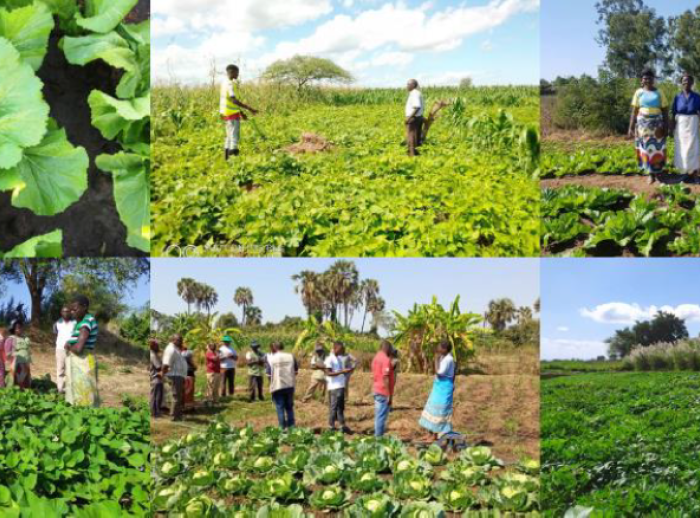 Farming