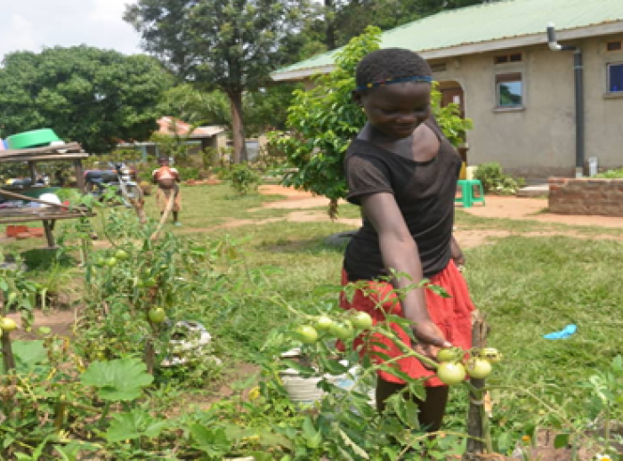 A young girl in a field showing a tomato from the plant