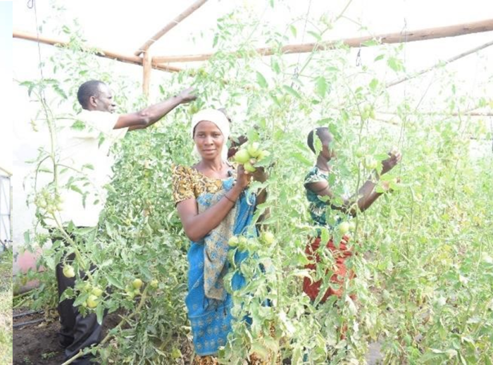 Ladies inside a greenhouse with tomato plants