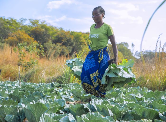 A lady walks through a large cabbage field. She carries cabbages in both of her hands