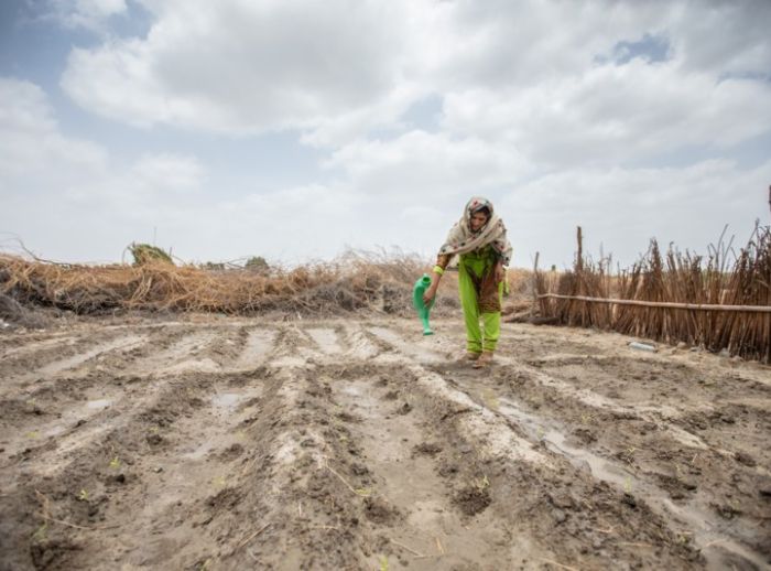 Woman waters her dry crops