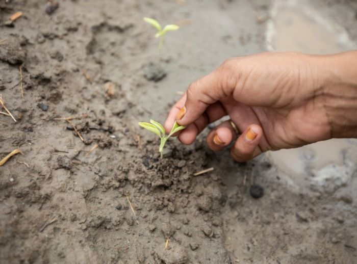 Hand touching a seedling