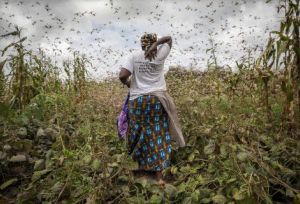 woman in locust swarm africa