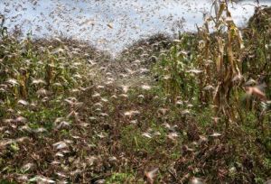 locust swarm crisis