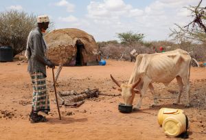 Hassan Abdi feeding one of his few remaining cows