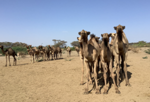 camels in kenya