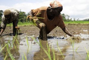 rice production