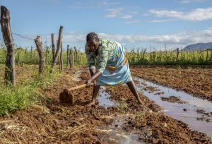 Sarah has been farming for 25 years in Nyanyadzi, Chimanimani, Zimbabwe.