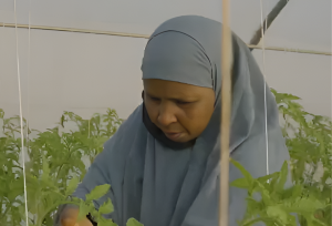 Asha pruning tomato plants in the greenhouse