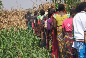 A group of women and men walking through a field in Malawi during the Farmers Field School
