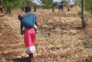 Woman walking through the dry field in Malawi while carrying her baby wrapped on her back.