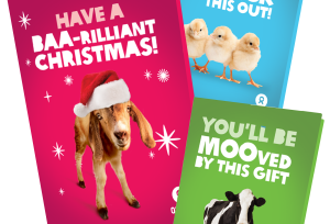 Image of our Animal bundle unwrapped cards. 3 cards, one red with a goat with a Christmas hat "have a BRAA-rilliant christmas!", a cow card "You'll be MOOved by this gift" and the last one features 3 chicks "you wanted something different so chick this out!"