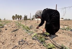 Layla, a farmer from Rural Damascus in the field as the harsh drought's had devastating impact on her village's agriculture and a crumbling economy.