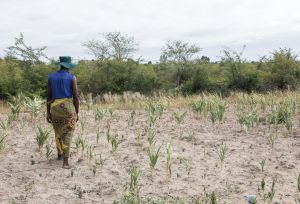 A lady stands in a dry field with sparse, sun-scorched crops under a cloudy sky.