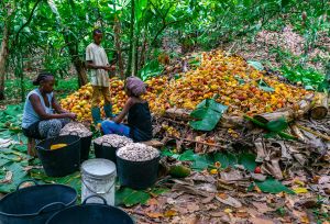 Three people sort cocoa pods in a forested area in São Tomé and Príncipe.