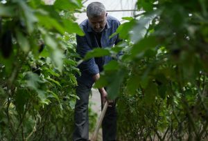 Walid is checking his plants along with is children in a greenhouse in Zawaya area in the middle of the Gaza Strip.