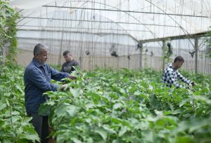 Walid is checking his plants along with is children in a greenhouse in Zawaya area in the middle of the Gaza Strip.