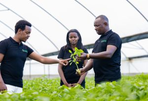 Brian Solelo, Lynda Wambui and Naftali Mutahi Aromatic Fresh Managerial team inspecting the basil harvest.