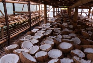 A solar dryer house. This is where coconut shell waste is transformed into high-quality, export-grade charcoal and briquettes that are eco-friendly and energy-efficient