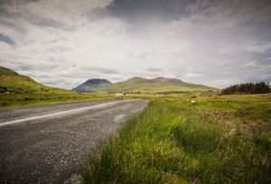 Irish nature