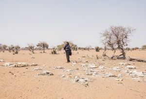 Mareya Ibrahim, stands among the carcasses of her livestock.