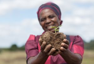 Ottilia Tarutira, farmer in the Ruti Irrigation Project, holds soil with a sprouting plant on her plot in Gutu District, Zimbabwe
