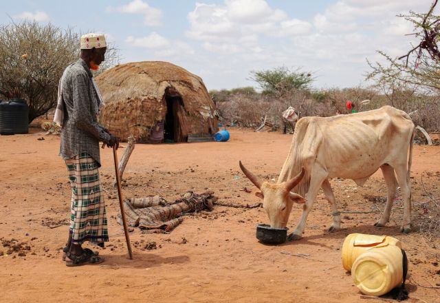 Hassan Abdi feeding one of his few remaining cows