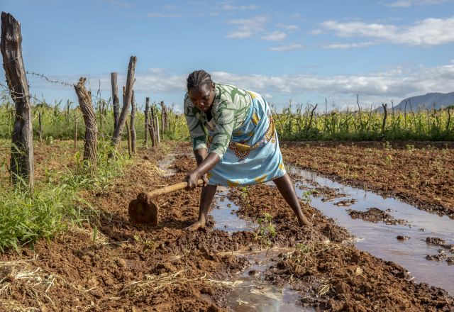 Sarah has been farming for 25 years in Nyanyadzi, Chimanimani, Zimbabwe. 